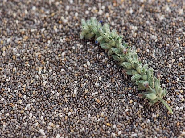 راهنمای نگهداری تخم شربتی ایران