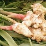 زنجبیل هندی