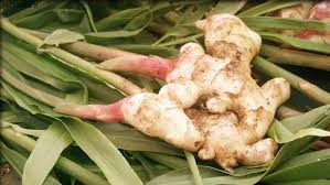 زنجبیل هندی