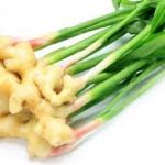 گیاه زنجبیل