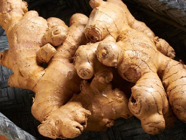 خرید و فروش بهترین نوع زنجبیل در بازار