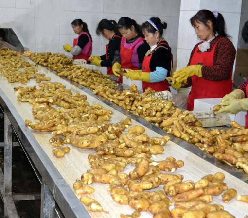 تامین کننده بدون واسطه زنجبیل تازه چینی