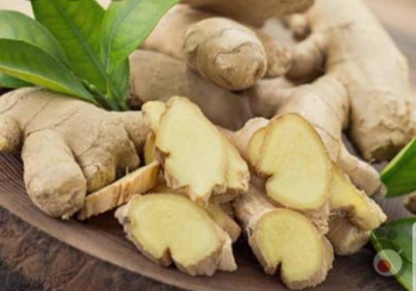 پخش و توزیع سراسری زنجبیل هندی