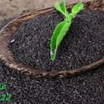 تخم شربتی فروش عمده