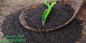 تخم شربتی فروش عمده