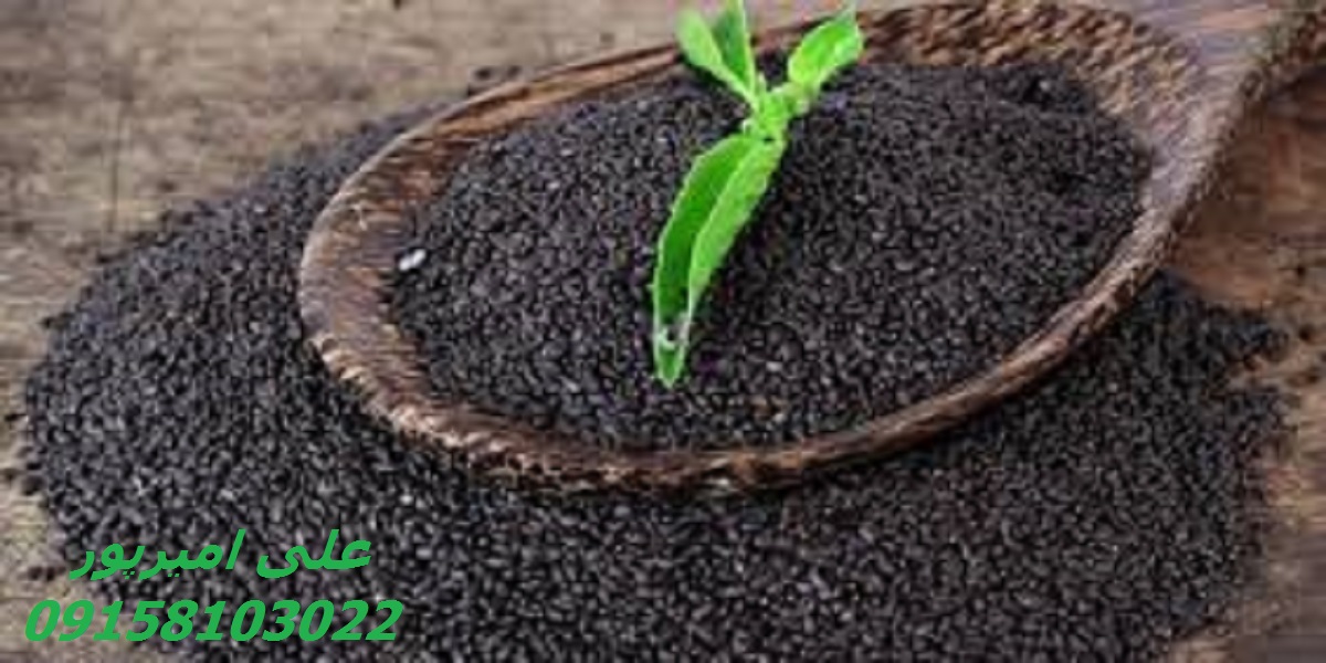 تخم شربتی فروش عمده