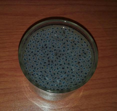 شاخصه تخم شربتی بالنگو ریز باکیفیت