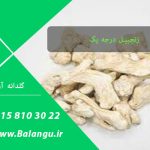خرید زنجبیل قلم چینی