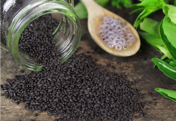 فروش تخم ریحان سبز عمده