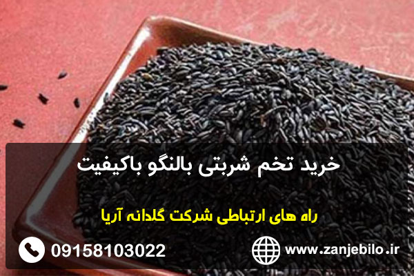 خرید تخم شربتی بالنگو باکیفیت