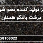 مرکز تولید کننده تخم شربتی درشت بالنگو همدان