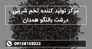 مرکز تولید کننده تخم شربتی درشت بالنگو همدان