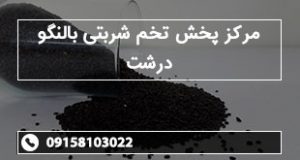 مرکز پخش تخم شربتی بالنگو درشت