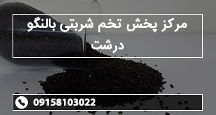 مرکز پخش تخم شربتی بالنگو درشت