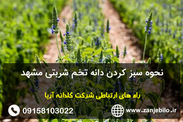 نحوه سبز کردن دانه تخم شربتی مشهد