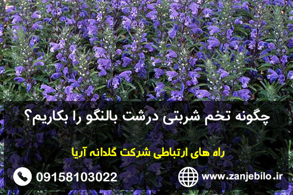 چگونه تخم شربتی درشت بالنگو را بکاریم؟