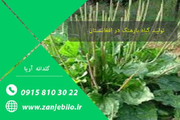 فروش بارهنگ