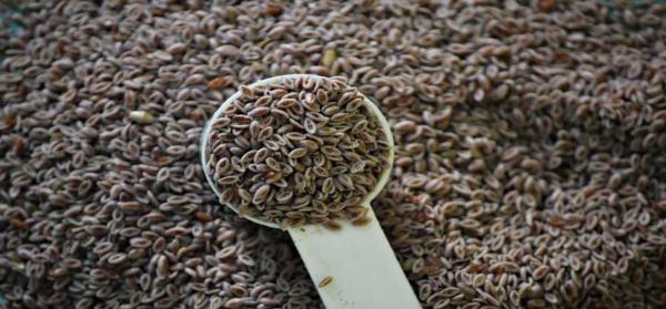 همه چیز درباره تولید بارهنگ صادراتی