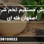 فروش مستقیم تخم شربتی اصفهان فله ای