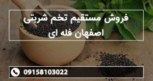 فروش مستقیم تخم شربتی اصفهان فله ای