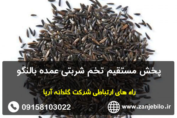 پخش مستقیم تخم شربتی عمده بالنگو