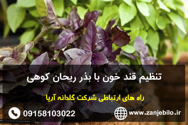 تنظیم قند خون با بذر ریحان کوهی