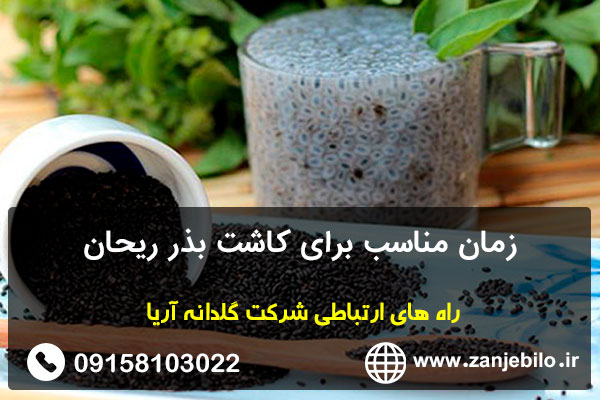 زمان مناسب برای کاشت بذر ریحان