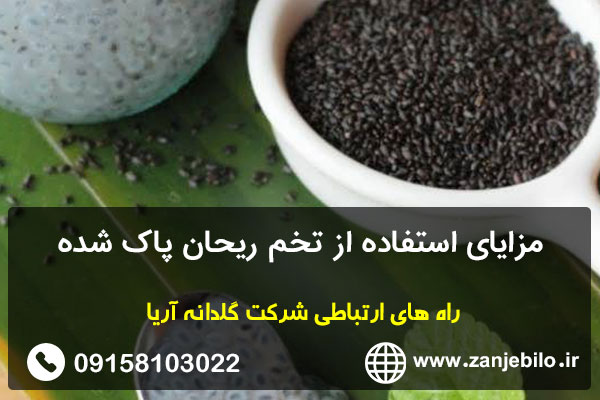 مزایای استفاده از تخم ریحان پاک شده