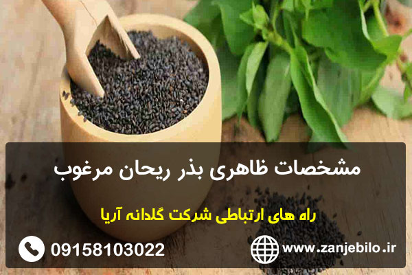 مشخصات ظاهری بذر ریحان مرغوب
