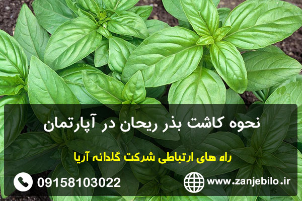 نحوه کاشت بذر ریحان در آپارتمان