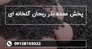 پخش عمده بذر ریحان گلخانه ای