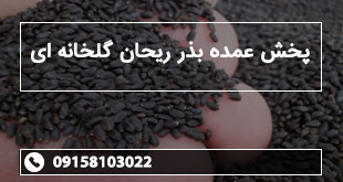 پخش عمده بذر ریحان گلخانه ای