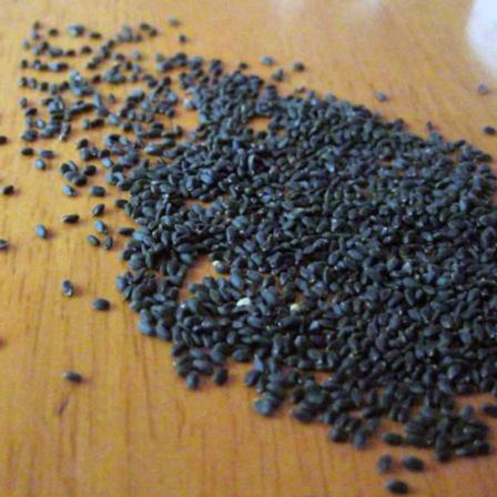 مرکز پخش انواع تخم ریحان