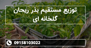 توزیع مستقیم بذر ریحان گلخانه ای