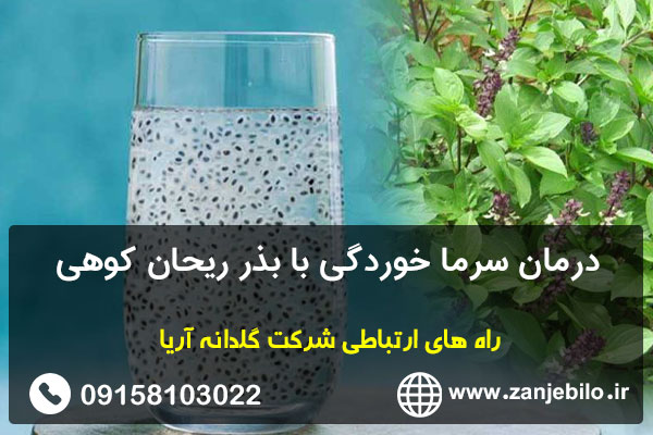 درمان سرما خوردگی با بذر ریحان کوهی