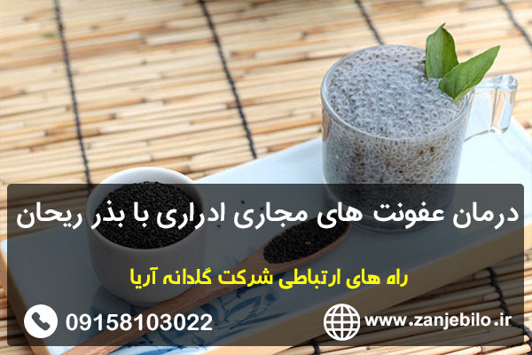 درمان عفونت های مجاری ادراری با بذر ریحان
