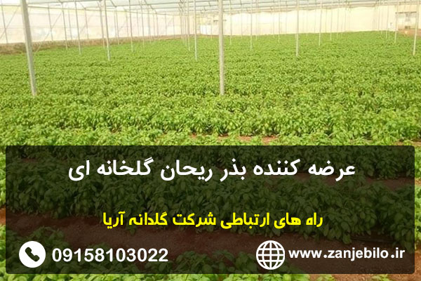 عرضه کننده بذر ریحان گلخانه ای