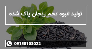 تولید انبوه تخم ریحان پاک شده