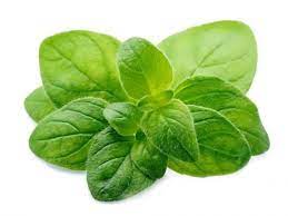 فروش بذر ریحان سبز