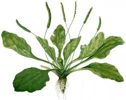 بارهنگ قهوه ای