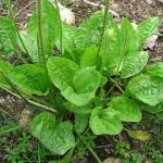 بارهنگ دارویی