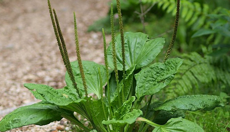 تأمین کننده معتبر تخم بارهنگ