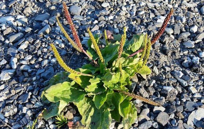 ببهترین قیمت خرید بارهنگ