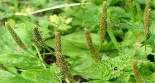 بهترین قیمت برای خرید عمده تخم بارهنگ