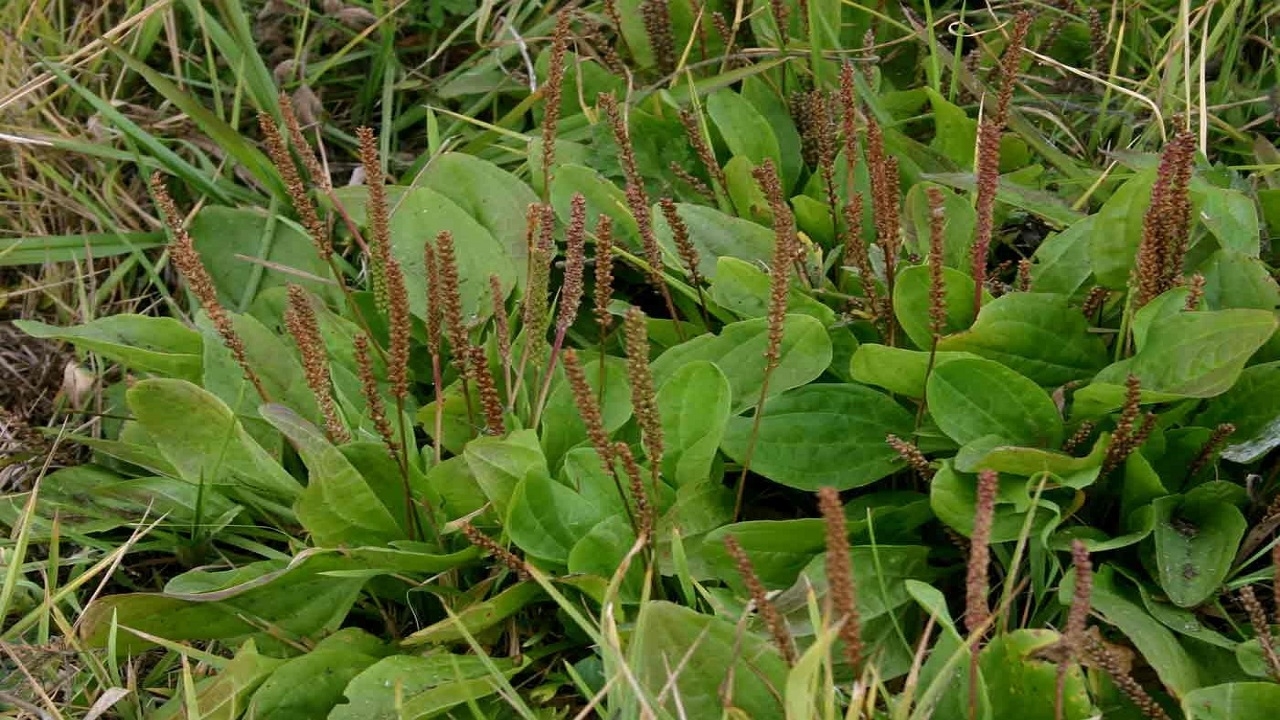 تخم بارهنگ با کیفیت