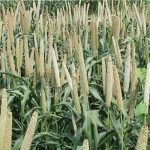 فروش ویژه تخم بارهنگ