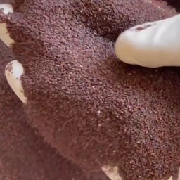 تخم بارهنگ عمده