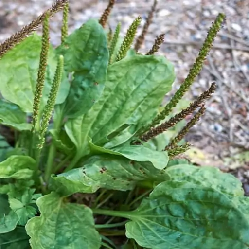 فروش عمده بارهنگ