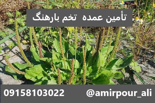 فروش عمده تخم بارهنگ