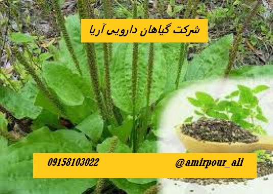 فروش بارهنگ